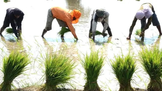 આ વખતે બજેટમાં ખેડૂતો અને ખેતીને પ્રાધાન્ય આપવા પર પ્રાથમિકતા આપવામાં આવી રહી છે