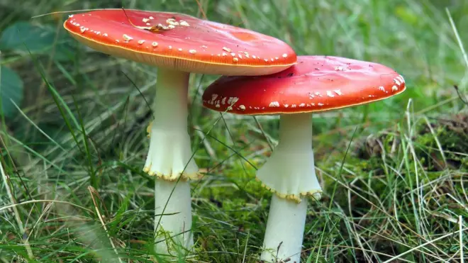 Грибний матеріал, вирощений із живих організмів, може замінити полімери, ізоляційні матеріали та навіть вироби зі шкіри