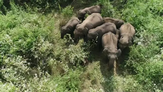 ఎనుగుల రక్షణకు డ్రోన్లు