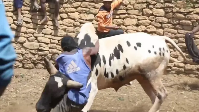 પત્ની મેળવવા આખલા સાથે લડાઈ