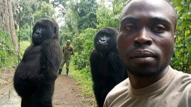 The gorillas are apparently trying to imitate humans