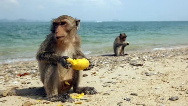 Macacos comendo fruta na praia