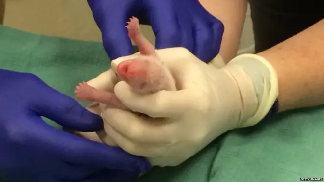 ワシントンのメイシャンが生んだ双子のうち、小さい赤ちゃんパンダが死亡。