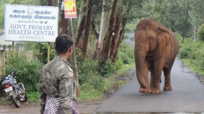 Wild elephants like Ganesan quickly adapted to living with humans