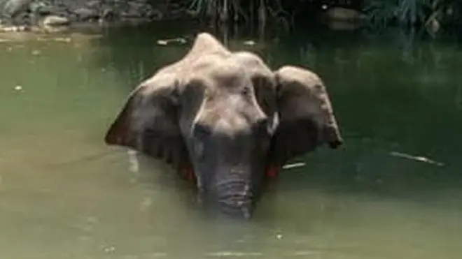 नदी में सूंढ डालकर खड़ी हुई घायल हथिनी