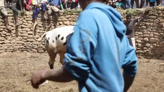 Qeerroo qotiyyoon wallaansoo qabate