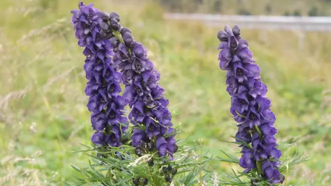 Уу коргошун