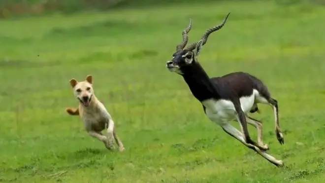 Imbwa yizerereza iriko irahiga impongo i Vetnoi mu ntara yo mu Buhindi ya Orissa
