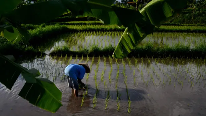 En Bali muchas de las plantaciones de arroz no están registradas legalmente.