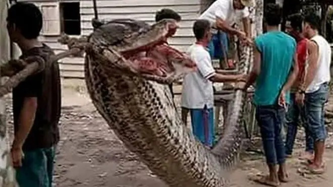 ඉන්දුනීසියාවේ සුමාත්‍රා දූපතේ අඩි 26ක් පමණ දිග යෝධ පිඹුරෙකු