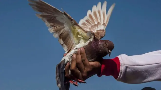 कबूतर प्रतिस्पर्धा