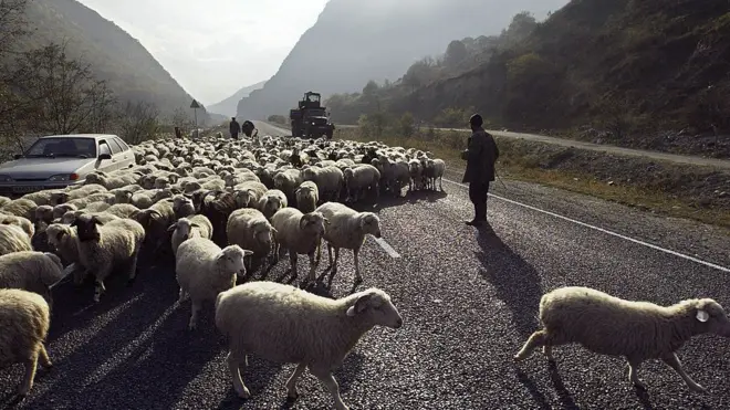 осетія, вівці, гори