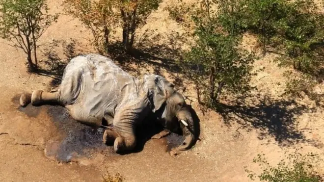 A dead elephant is seen in this undated handout image in Botswana's in Okavango Delta between May and June 2020.