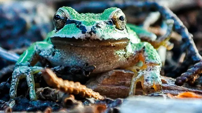 ኣብ ማይን ምድርን ክነብሩ ዝኽእሉ እንቅርዖብ