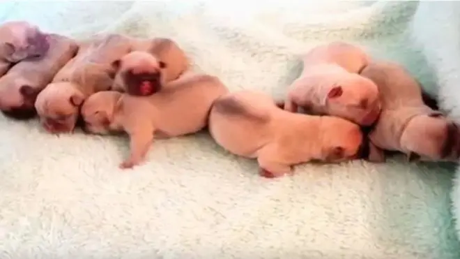 Police said they need to re-unite the puppies with their mother