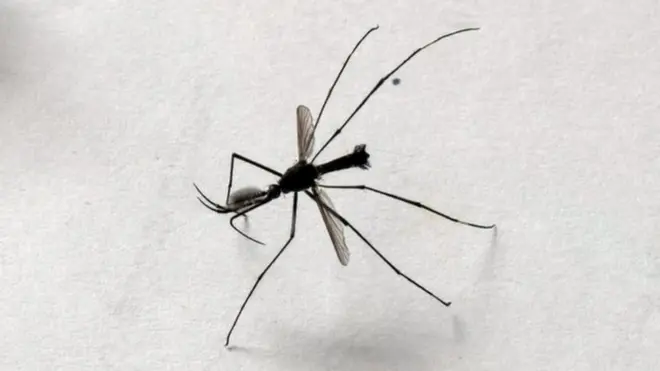 "මෙම මදුරුවාට මිනිසුන්ට දෂ්ට කරන්න බැහැ. මොකද ෂුන්ඩාව පිහිටලා තියෙන්නේ ඉදිරියට ගිහින් ආපසු හැරිලා"