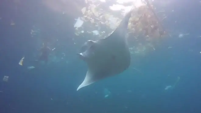 Analysis, led from the University of Manchester, counted up to 1.9 million plastic pieces per square metre.