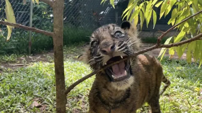 දෙහිවල 'ව්‍යාඝ්‍ර බබාලාගේ' දවස ගෙවෙන අයුරු