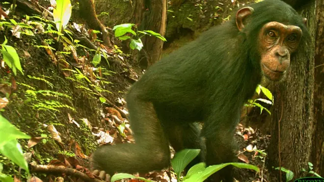 Na di Nigeria-Cameroon chimpanzee scarce pass for di world