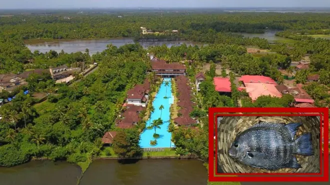 అవేదా రిసార్ట్స్