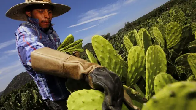 नोपल कैक्टस