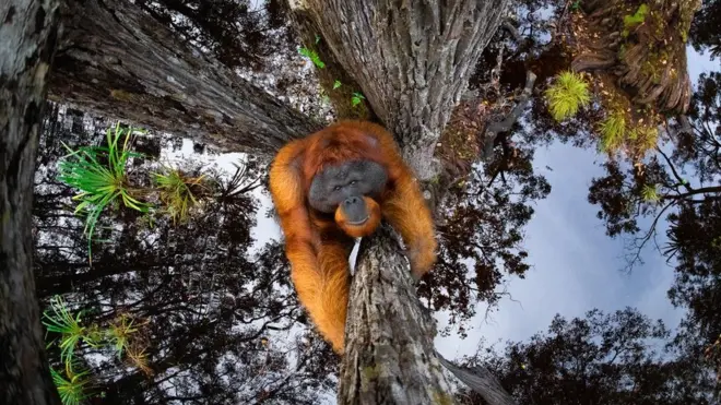 An image of an orangutan climbing a tree with the sky reflected in water below