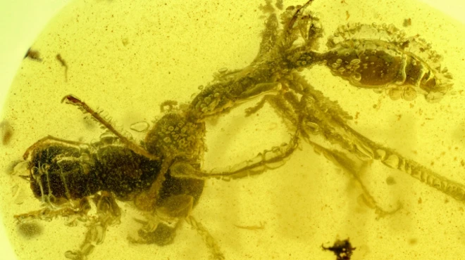 ก้อนอำพันนี้ถูกพบที่รัฐคะฉิ่นของเมียนมาตั้งแต่ปี 2017