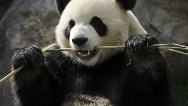 Большая панда