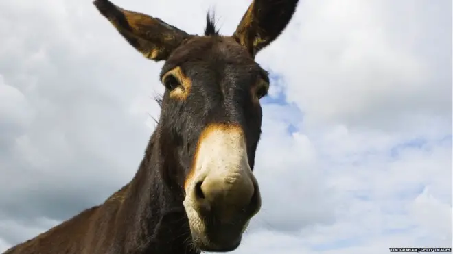 गधी का दूध