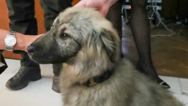 овчарка Паша