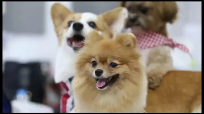 Dog office