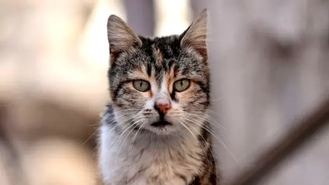 Organisers of an annual hunting competition in New Zealand came under fire when they announced a category for children to hunt feral cats
