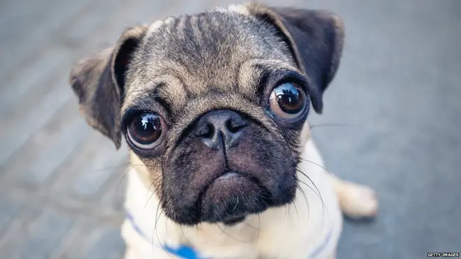 पग कुत्तों की बढ़ रही है लोकप्रियता