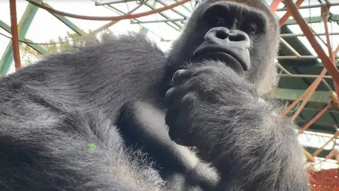 13살 고릴라 조쉬