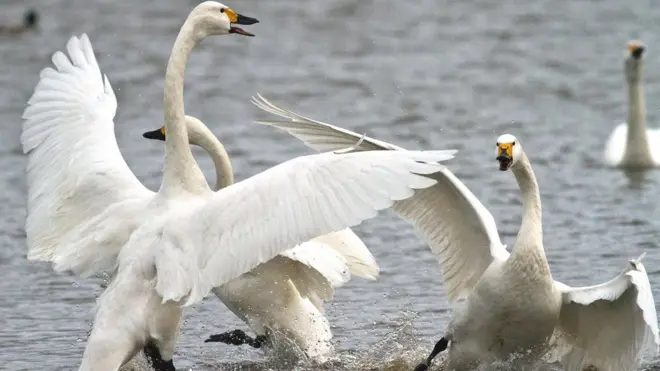 Araştırma Dumfries ile Galloway ve Gloucestershire'de yürütüldü.