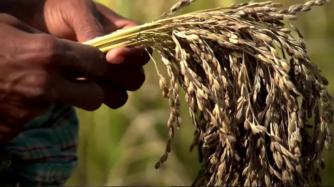 వరి ధాన్యం