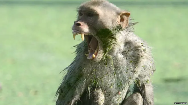 बंदरों का आतंक