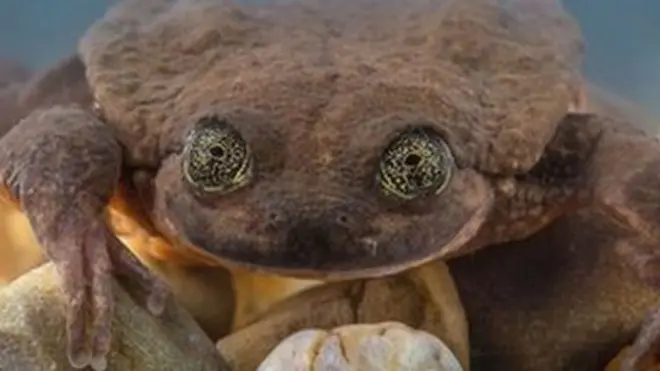 Juliet: Chura wa majini