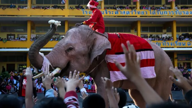Elephant handing out present