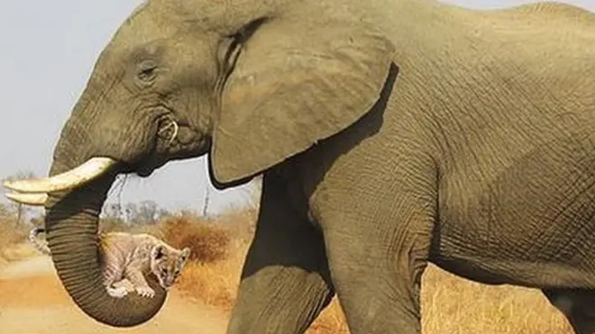 હાથી અને સિંહણ