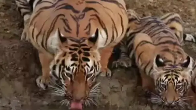 انڈیا کی ریاست مہاراشٹرا کے پیاسے شیر