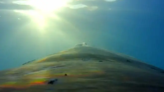 зі спини кита