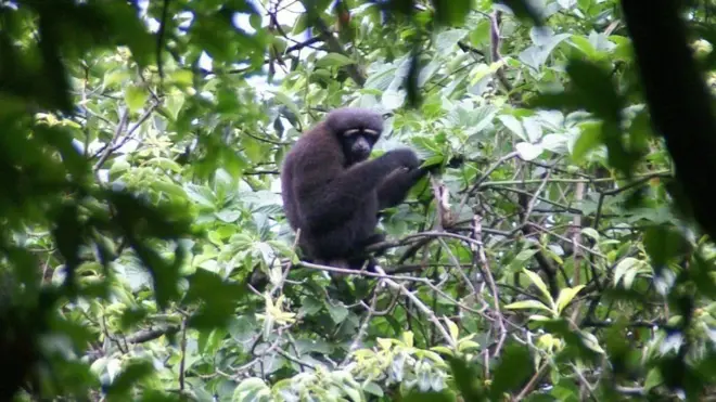 Новий вид гібонів нзвали на честь Люка Скайуокера