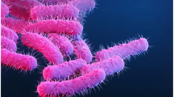 Shigella bacteria 