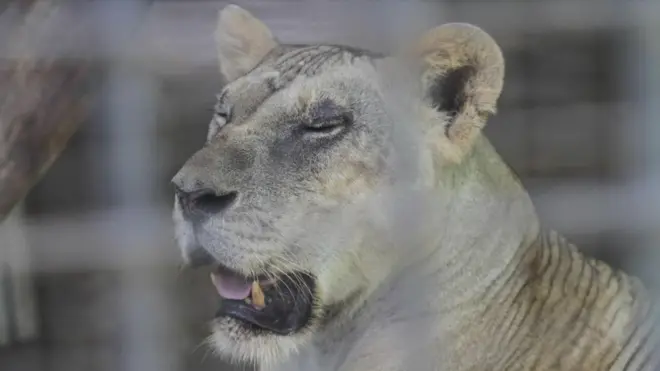 Salah satu hewan karnivora yang dimiliki Taman Satwa Taru Jurug (TSTJ) Solo.