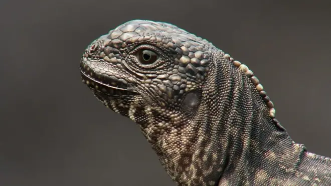 سحلية تنجو بأعجوبة من فم ثعبان