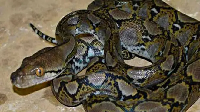 Ular piton