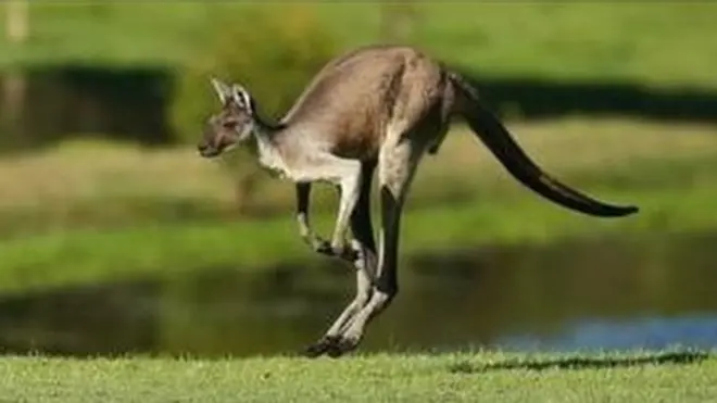 캥거루가 귀엽다고만 생각하면 큰 오산이다