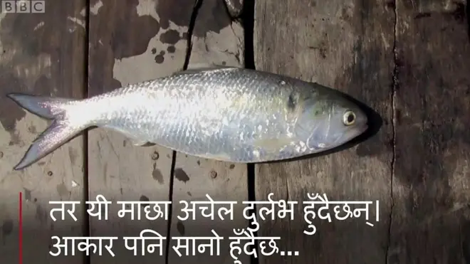 हिल्सा माछा