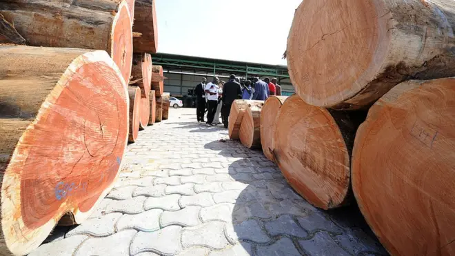 5.000 mètres cubes de Kevasingo, un bois rare interdit d'exploitation, ont été découverts dans deux sites d'entreposage appartenant à des sociétés chinoises. (Image d'archives)